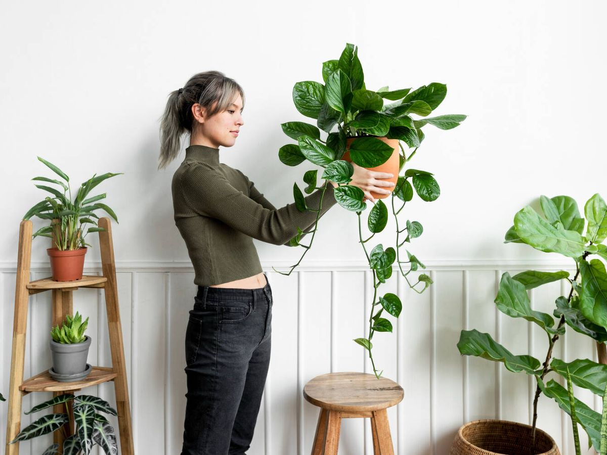 Estas son las plantas que debería tener en tu casa antes de finalizar el año, según el Feng Shui